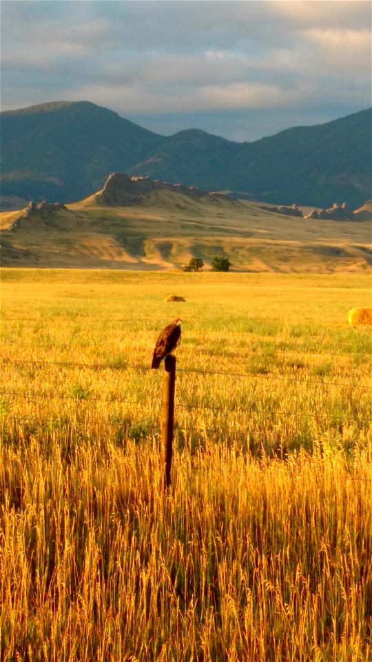 Swainson's Hawk, Cascade County, June 2017