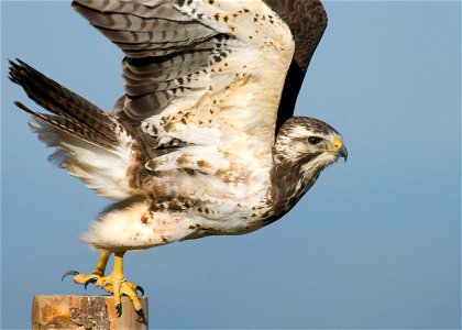 A subadult Swainson's hawk takes off from a fence post at Rocky Mountain Arsenal National Wildlife Refuge.

Photo Credit: Rich Keen / DPRA