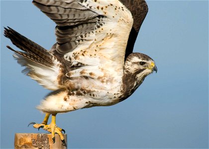 A subadult Swainson's hawk takes off from a fence post at Rocky Mountain Arsenal National Wildlife Refuge. Photo Credit: Rich Keen / DPRA photo