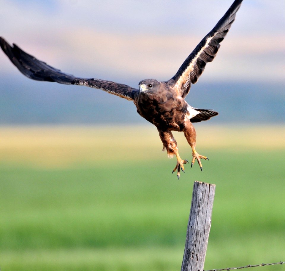 Swainson's hawk, dark morph.  Photo by Keith Penner