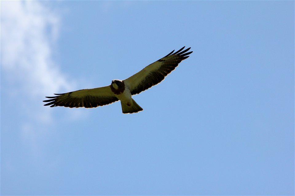 Swainson's hawks have one of the longest migration routes of raptors. They spend the winter in Argentina and migrate back to western North America for the summer, a roundtrip journey of up to 17,000 m