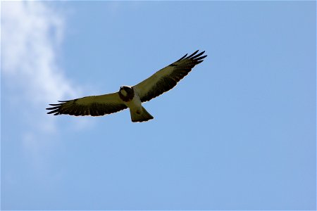 Swainson's hawks have one of the longest migration routes of raptors. They spend the winter in Argentina and migrate back to western North America for the summer, a roundtrip journey of up to 17,000 m