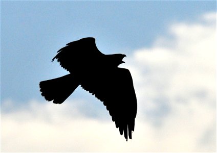 Silhouette of a swainson's hawk on Seedskadee NWR. Photo: Tom Koerner/USFWS photo