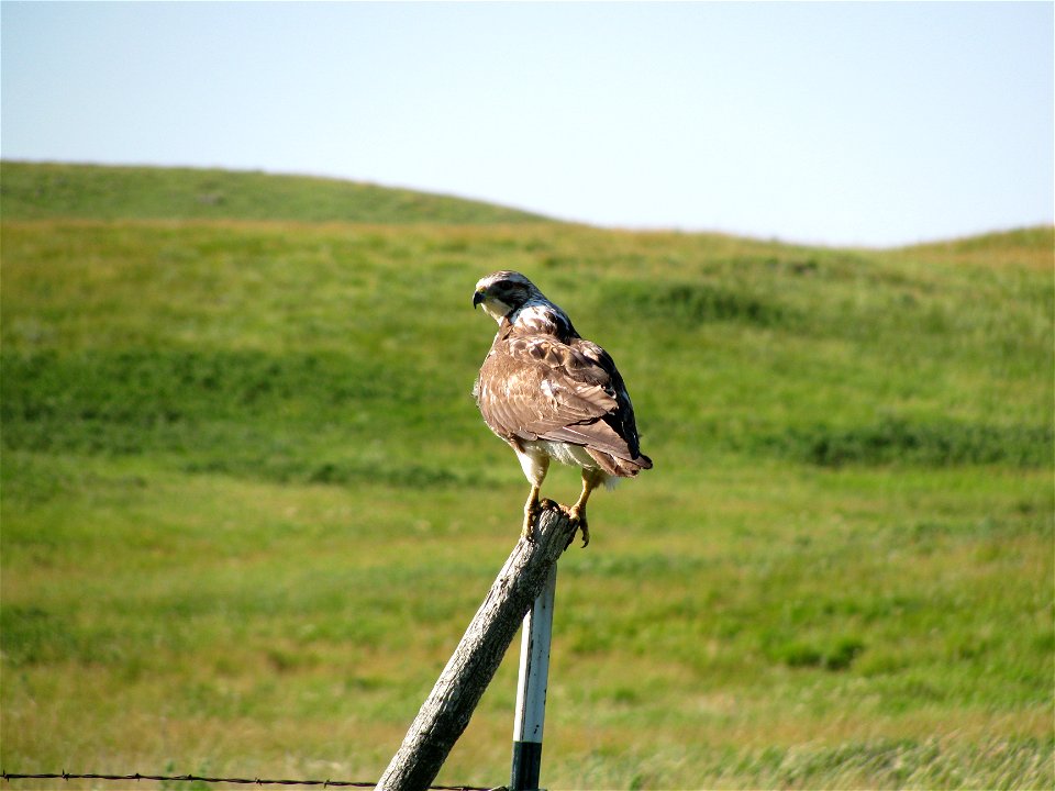 Photo Credit: USFWS
