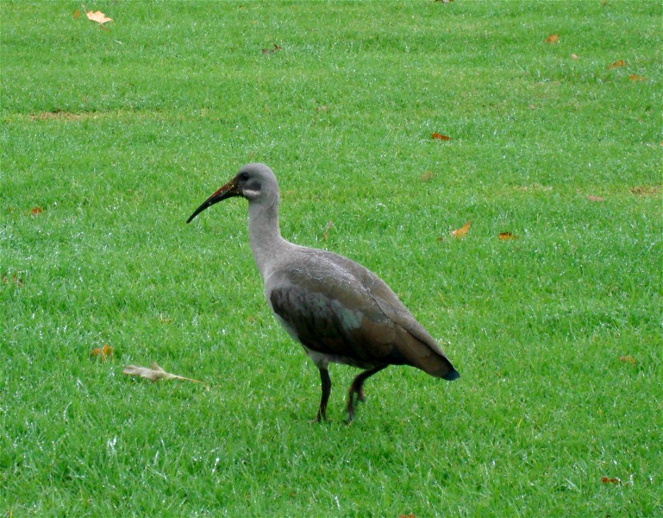 Bostrychia hagedash at Paarl, South Africa