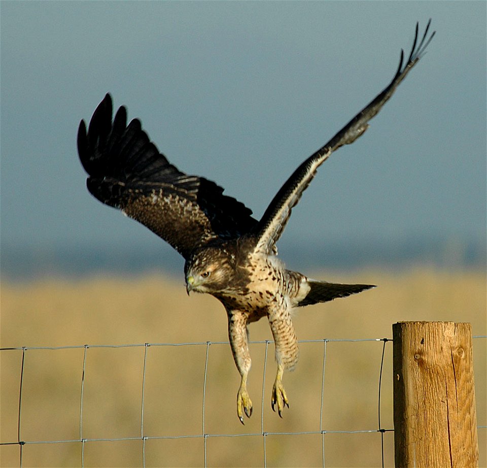 A hawk leaves its perch on a fence post at Rocky Mountain Arsenal National Wildlife Refuge.

Photo Credit: Rich Keen / DPRA