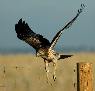 A hawk leaves its perch on a fence post at Rocky Mountain Arsenal National Wildlife Refuge. Photo Credit: Rich Keen / DPRA photo