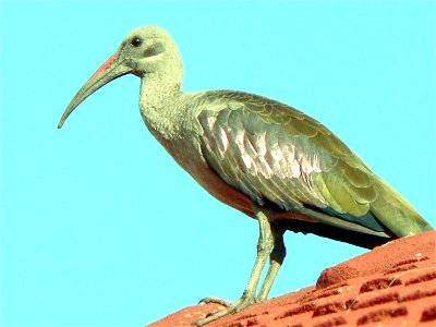 Hadeda Ibis (Bostrychia hagedash) photographed in Boksburg, Gauteng, South Africa
