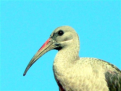 Hadeda Ibis (Bostrychia hagedash), Bardene, Boksburg, East Rand, Ekurhuleni, Gauteng, South Africa