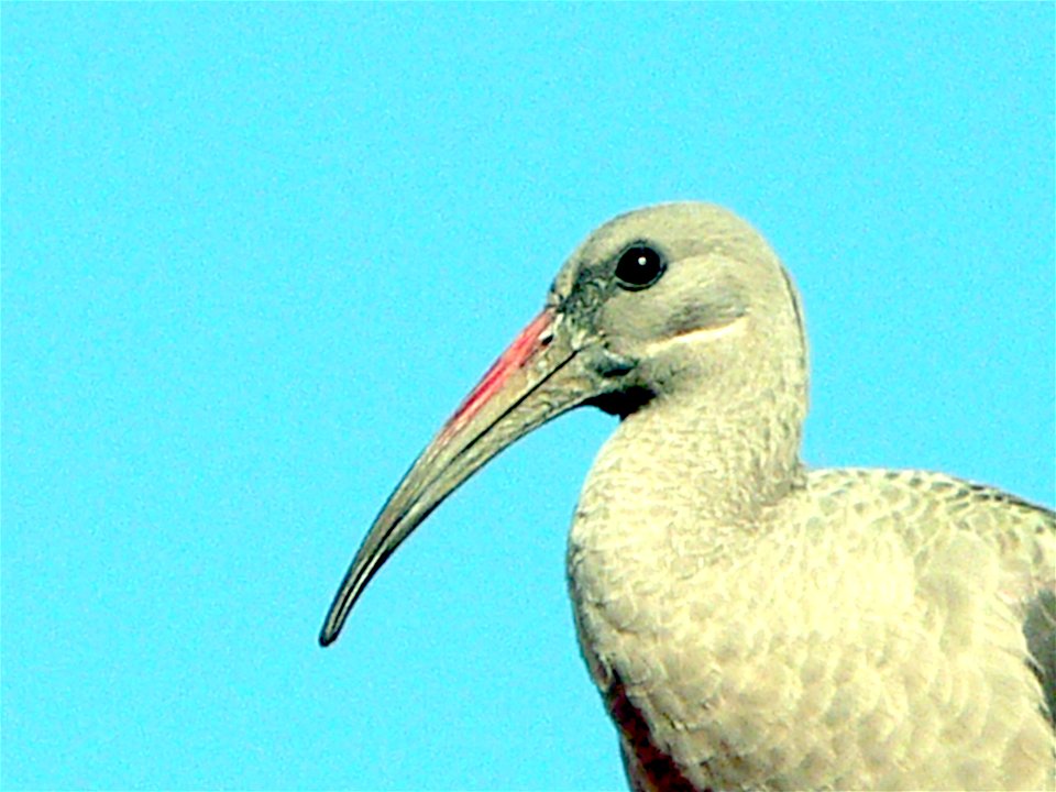 Hadeda Ibis head shot. Boksburg, Gauteng, RSA.