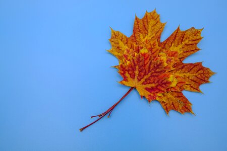 Leaves autumn fall foliage photo