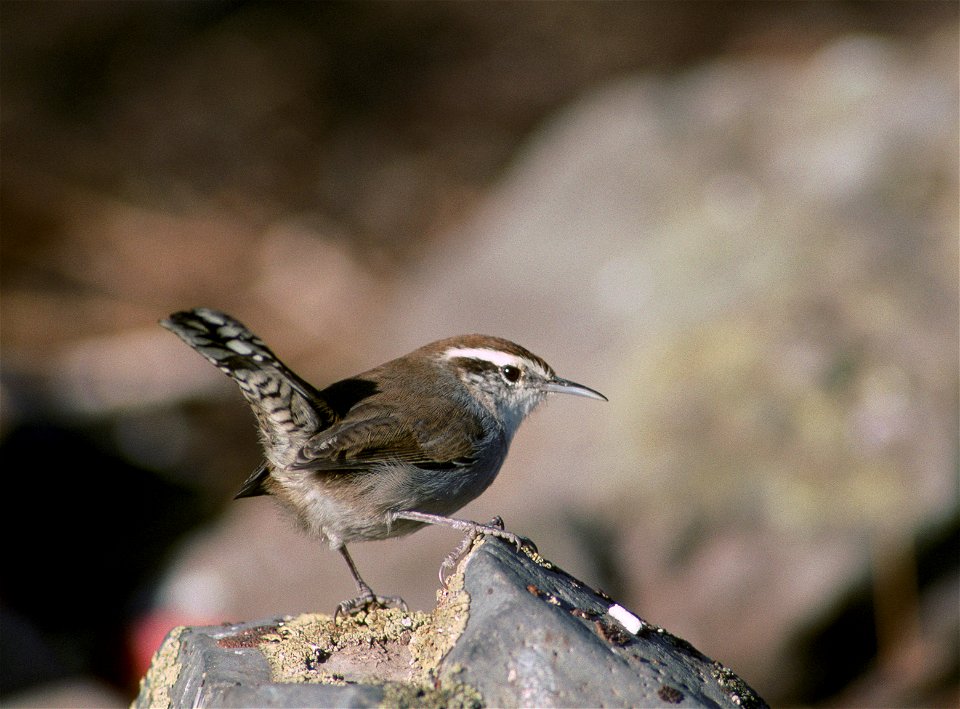 Bewick's Wren Thryomanes bewickii marinensis sitting on rock in Siskiyou County, California