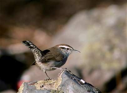 Bewick's Wren Thryomanes bewickii marinensis sitting on rock in Siskiyou County, California
