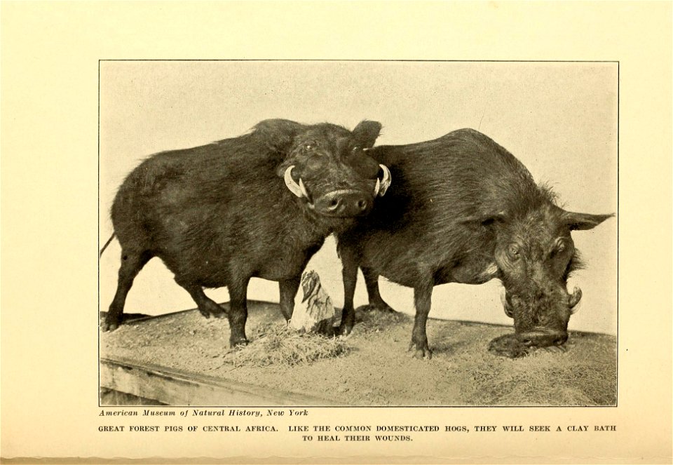The human side of animals,