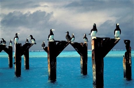 Brown boobies stake out positions atop the posts of an old pier at Johnston Atoll National Wildlife Refuge in the Pacific. (Lindsey Hayes/USFWS) photo