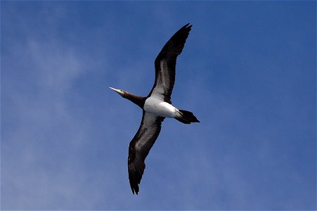 Juvenile brown booby.
