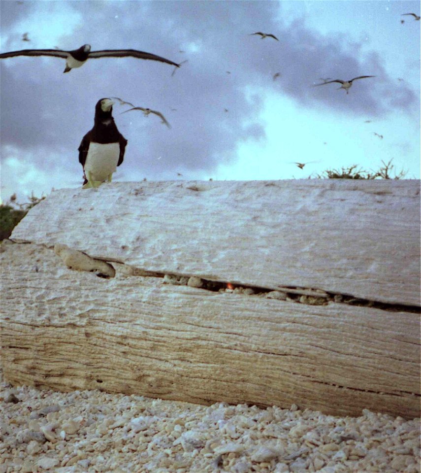 Brown Boobies, like most seabirds, return to their nest at sunset. Coral Sea islands, Australia