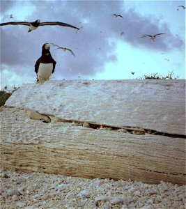 Brown Boobies, like most seabirds, return to their nest at sunset. Coral Sea islands, Australia