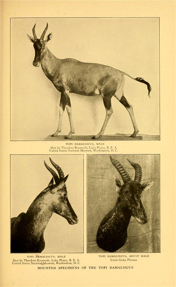TOPI DAMALISCUS, MALE 
Shot by Theodore Roosevelt, Loita Plain?, R. F.. A. 
United States National Museum, W.ishiiiKt' mi. O. C 
TOPI DAMALISCUS, MALE TOPI DAMALISCUS, ADULT MALE 
Shot by Theodore Roo