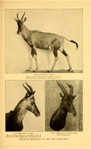 TOPI DAMALISCUS, MALE 
Shot by Theodore Roosevelt, Loita Plain?, R. F.. A. 
United States National Museum, W.ishiiiKt' mi. O. C 
TOPI DAMALISCUS, MALE TOPI DAMALISCUS, ADULT MALE 
Shot by Theodore Roo