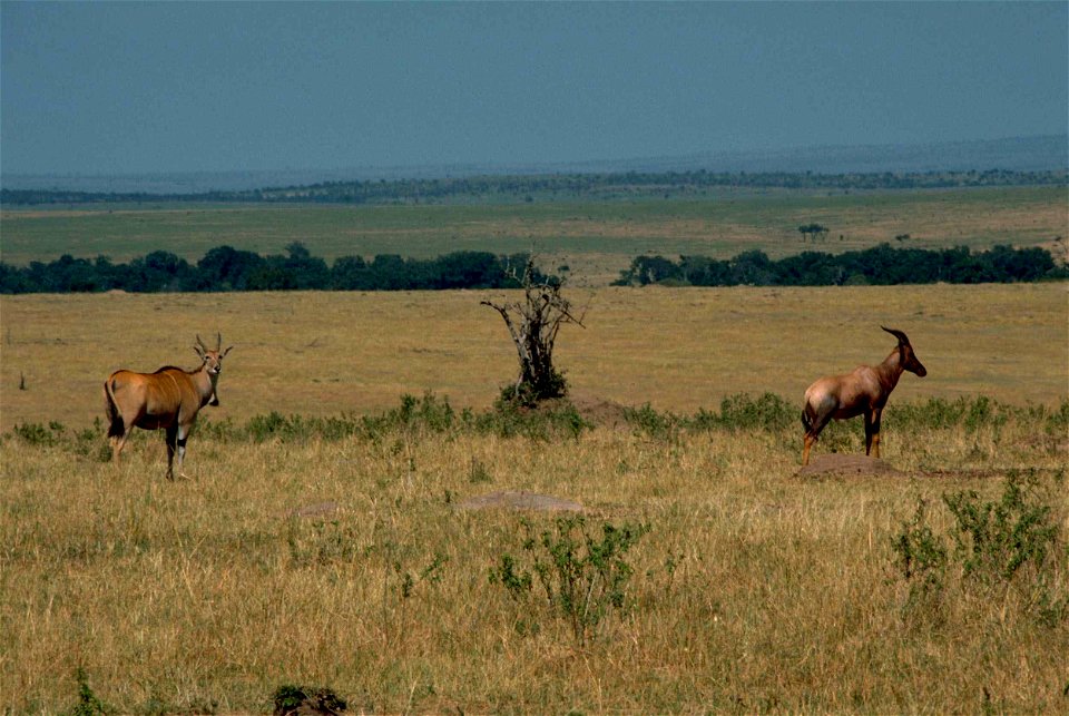 Image title: Eland and topi Tanzania mammals animals
Image from Public domain images website, http://www.public-domain-image.com/full-image/fauna-animals-public-domain-images-pictures/antelope-picture