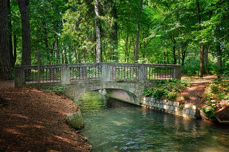 Water tree landscape