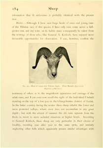Wild oxen, sheep & goats of all lands, living and extinct,  by R. Lydekker.