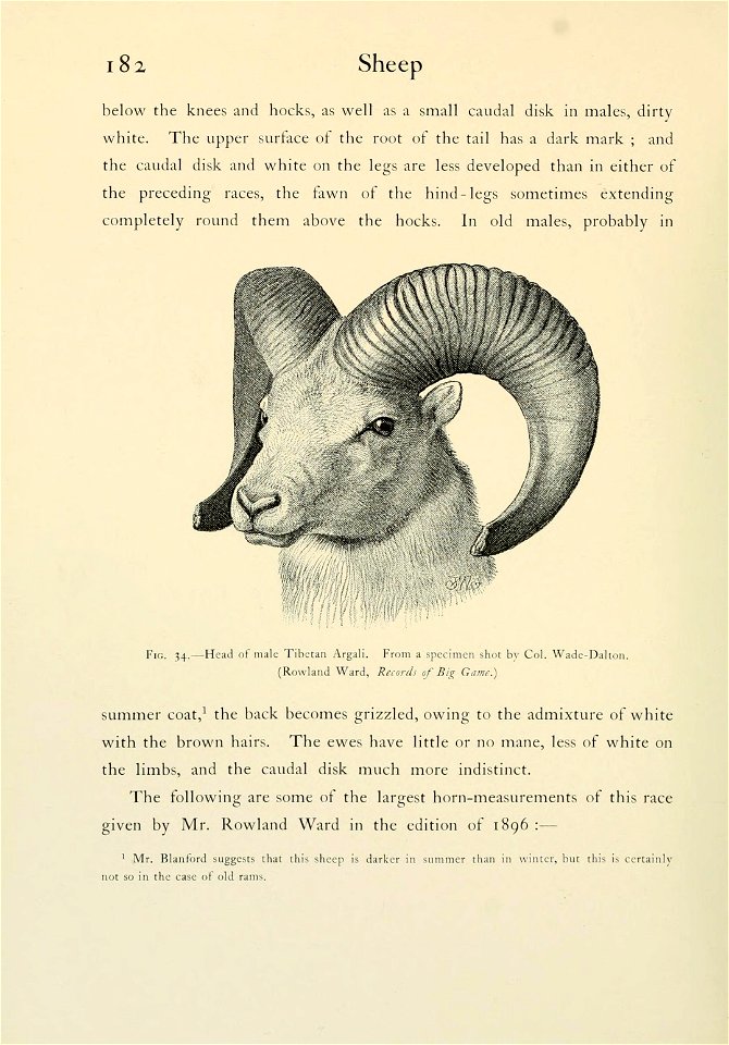 Wild oxen, sheep & goats of all lands, living and extinct,  by R. Lydekker.