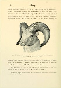 Wild oxen, sheep & goats of all lands, living and extinct,  by R. Lydekker.