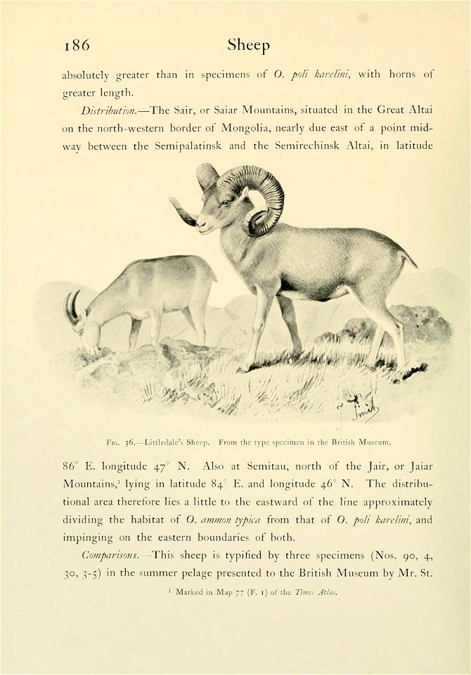 Wild oxen, sheep & goats of all lands, living and extinct,  by R. Lydekker.
