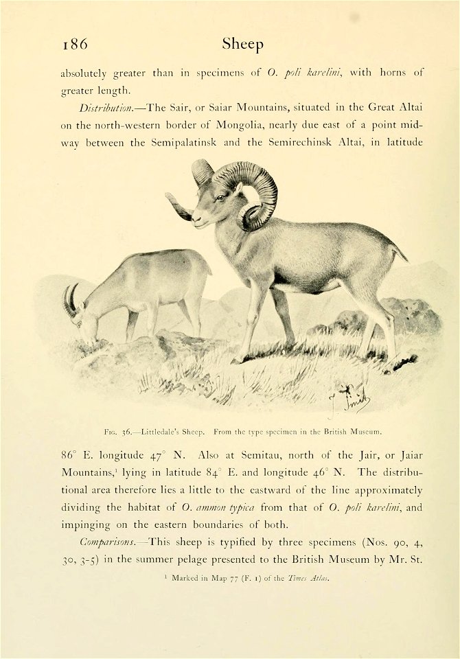 Wild oxen, sheep & goats of all lands, living and extinct, by R. Lydekker. photo