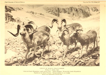 : Annual report of the Director to the Board of Trustees for the year .. Identifier: annualreporto19261928fiel (find matches) Year: 1906 (1900s) Authors: Field Museum of Natural History Subjects: Fiel photo