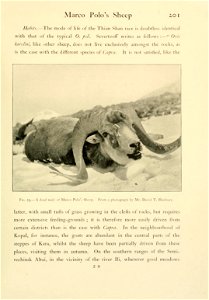 Wild oxen, sheep & goats of all lands, living and extinct, by R. Lydekker. photo