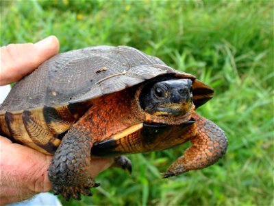 Adult Wood turtle in hand at Great Swamp National Wildlife Refuge


Credit: Colin Osborn/USFWS