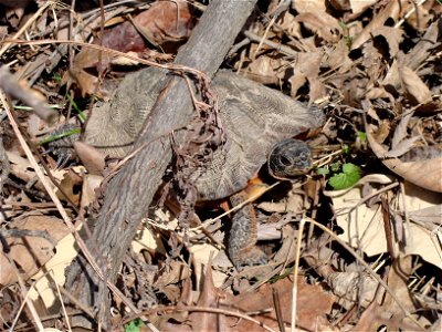 Adult Wood turtle walking at Great Swamp National Wildlife Refuge


Credit: Colin Osborn/USFWS