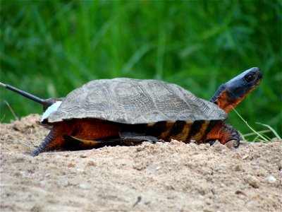 Female Wood Turtle with Radio Transmitter at Great Swamp National Wildlife Refuge


Credit: Colin Osborn/USFWS