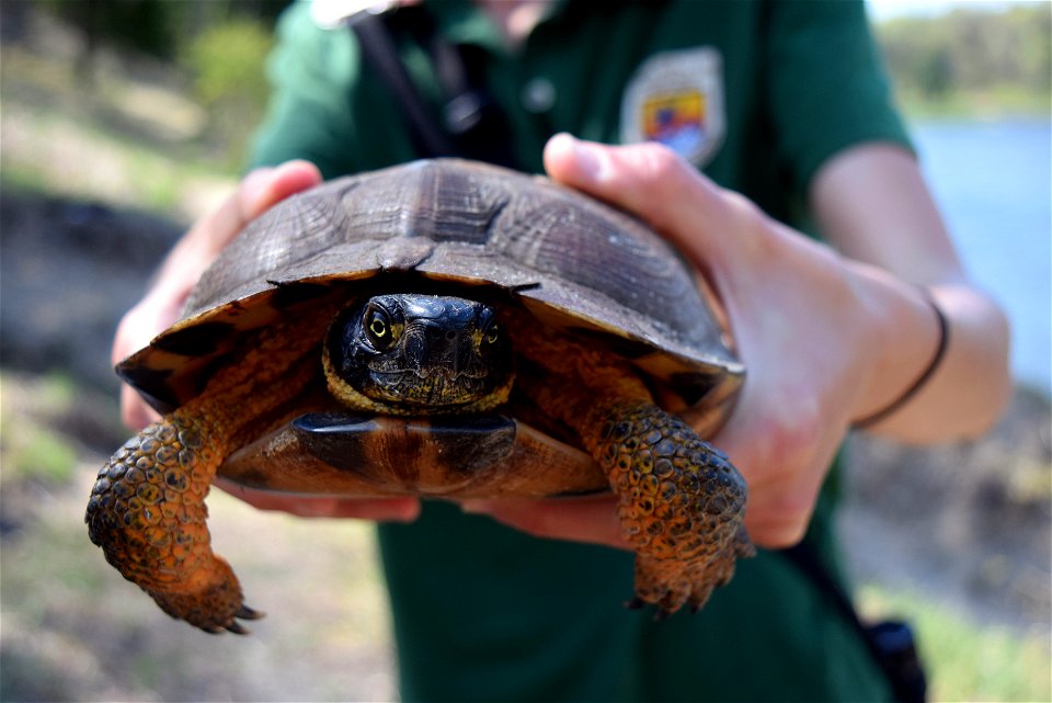 State fish and wildlife agencies in Wisconsin, Michigan, Iowa and Minnesota are using federal funds through the State Wildlife Grant program to track and protect turtles, like this wood turtle.  
Lear