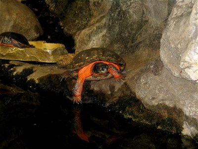 Picture of a Wood Turtle I took on a trip to the National Aquarium in Baltimore. photo