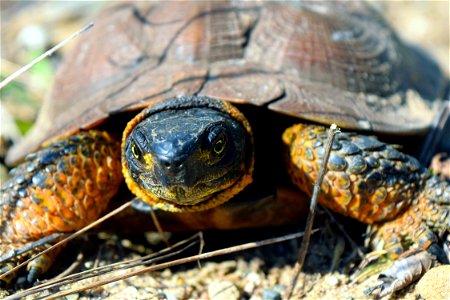By supporting Species of Greatest Conservation Need, in this case a wood turtle, the Service and state agencies are on track for better understanding and conservation of important turtle habitat.
Lear
