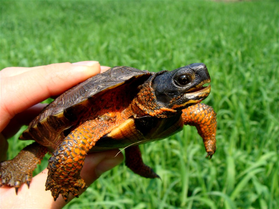 Juvenile Wood turtle at Great Swamp National Wildlife Refuge


Credit: Colin Osborn/USFWS