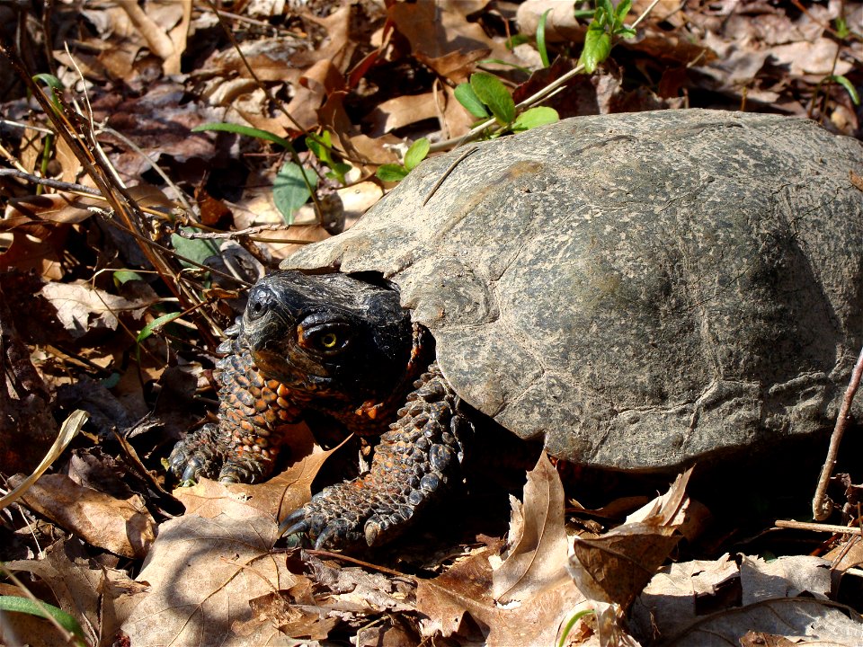 Very old adult Wood turtle Great Swamp National Wildlife Refuge


Credit: Colin Osborn/USFWS