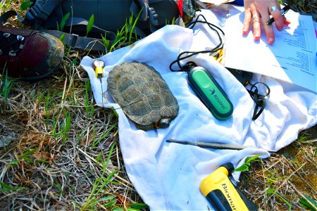 The Upper Midwest Riverine Turtle Habitat Improvement project was initially funded in 2014 thru the Service's State Wildlife Grant Program. This research project improved nesting success, reduced adul