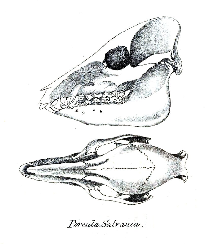 Skull of Porcula salvania