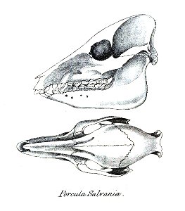 Skull of Porcula salvania