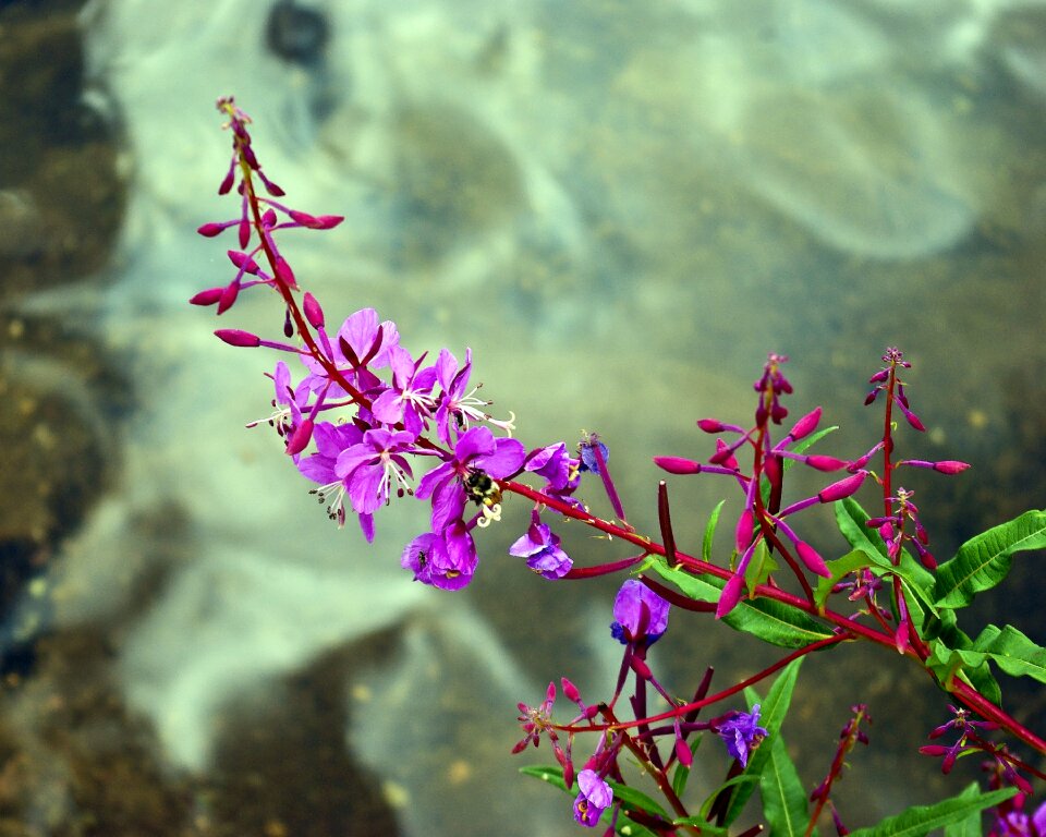 Nature plant summer