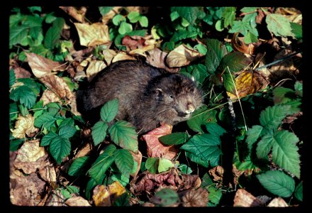 mountain beaver
