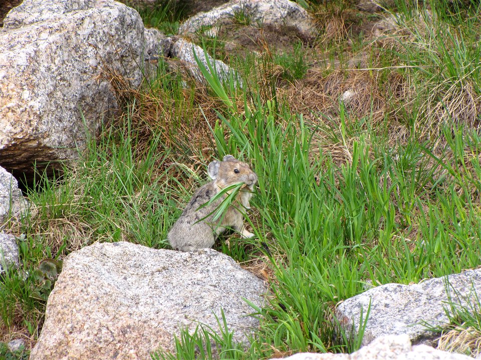 Credit: Chris Kennedy / USFWS photo