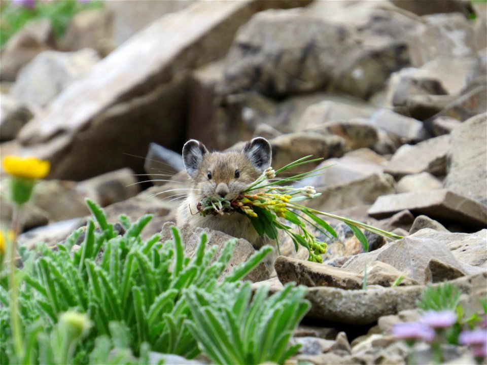 Ochotona princeps
Field crews are heading out this summer to scour the mountain west looking for this critter, the American pika.
Impossible to describe without the word "cute," American pikas are her