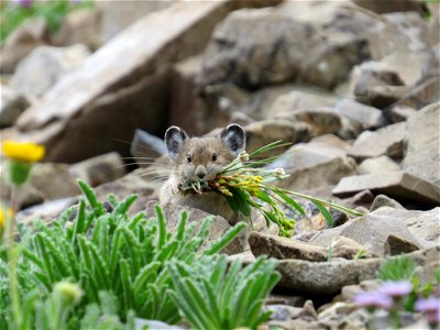 Ochotona princeps Field crews are heading out this summer to scour the mountain west looking for this critter, the American pika. Impossible to describe without the word "cute," American pikas are her photo