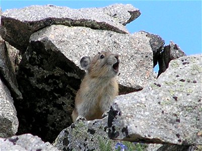 Pikas are often heard giving their distinctive two-note call from steep talus slopes high in the La Sal Mountains of the Manti-La Sal National Forest. Photo taken July 15, 2009 by Barb Smith. Credit: photo